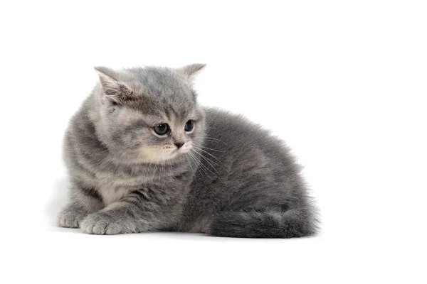 Chaton gris moelleux sur un fond blanc — Photo