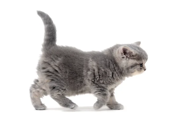 Gatito gris esponjoso sobre un fondo blanco — Foto de Stock