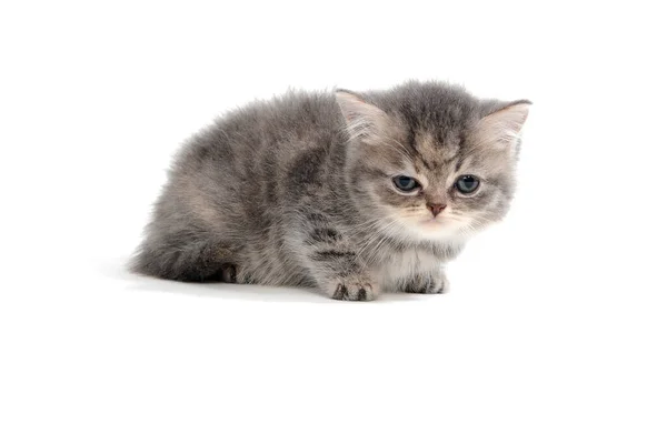Gatito gris esponjoso sobre un fondo blanco — Foto de Stock
