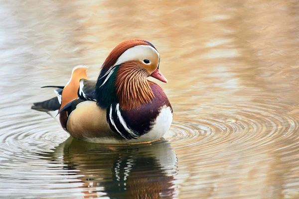 Canard mandarin nageant dans un étang — Photo