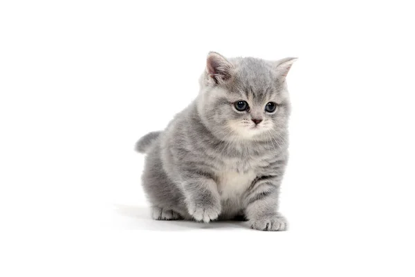 Gattino peloso purosangue su sfondo bianco — Foto Stock