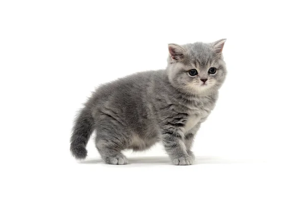 Reinrassiges, flauschiges Kätzchen auf weißem Hintergrund — Stockfoto