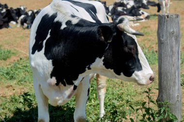 Otlaktaki inek sürüsünün arka planında bir inek