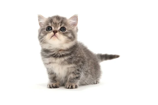 Purebred kitten on a white background — Stock Photo, Image