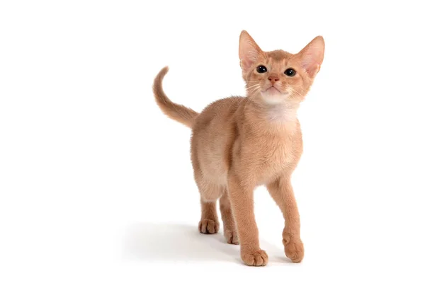 Gatinho de gengibre abissínio em um fundo branco — Fotografia de Stock