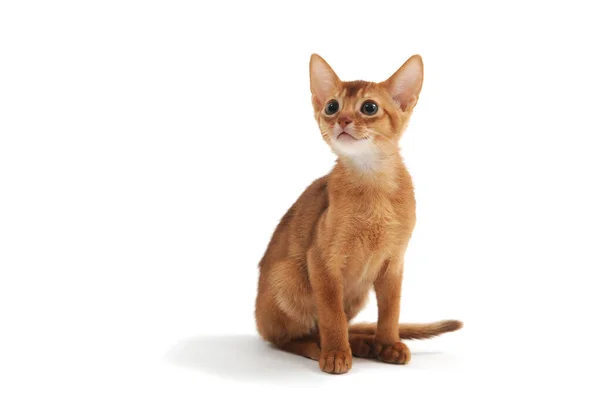 Абиссинский рыжий котёнок на белом фоне — стоковое фото