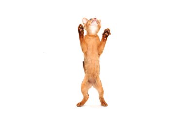 Beyaz arka planda Habeş kızıl kedi yavrusu