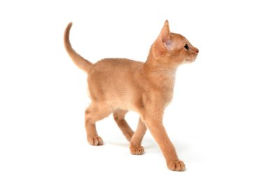 Beyaz arka planda Habeş kızıl kedi yavrusu