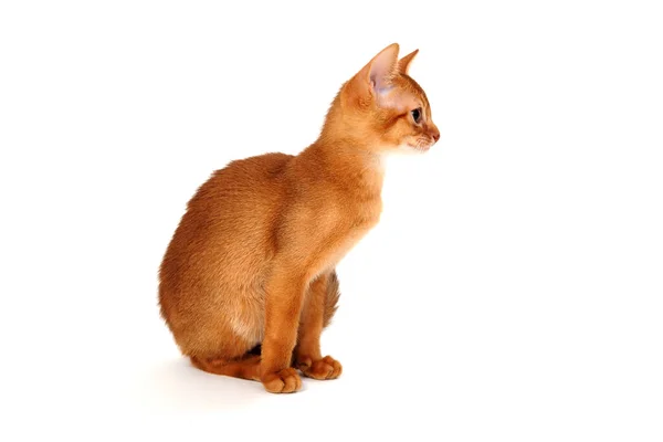 Abyssinian ingefära kattunge på en vit bakgrund — Stockfoto