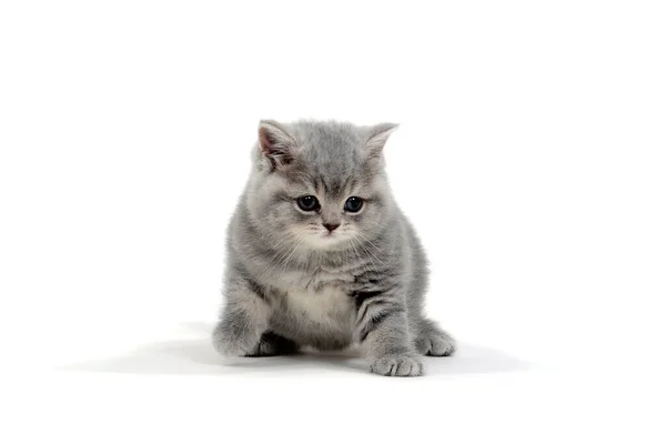 Reinrassiges Kätzchen auf weißem Hintergrund — Stockfoto