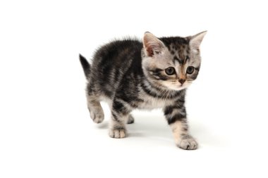 Beyaz arka planda İngiliz mermer kedi yavrusu