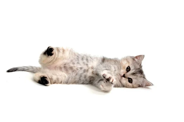 Beyaz arka planda İngiliz mermer kedi yavrusu