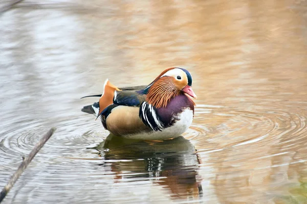 Mandarin-Ente schwimmt in einem Teich — Stockfoto