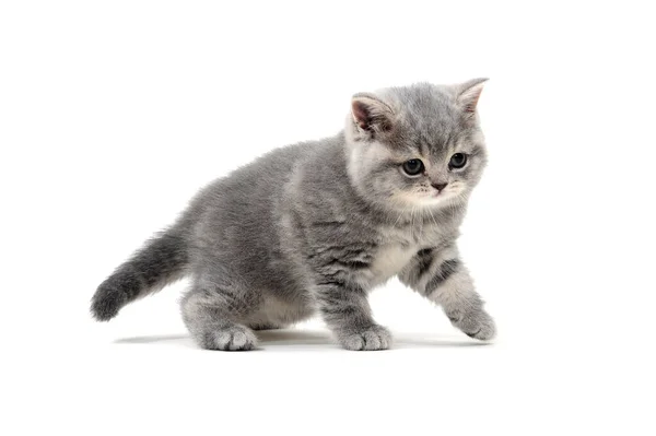 Británico taquigrafía gato sobre un blanco fondo — Foto de Stock