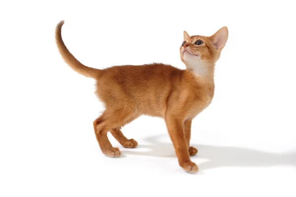 Gatito jengibre abisinio sobre fondo blanco — Foto de Stock