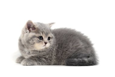 Beyaz arka planda İngiliz kısa hava kedisi