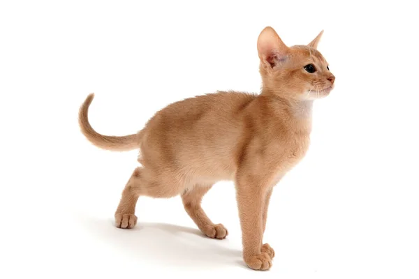 Abyssinian ingefära katt på en vit bakgrund — Stockfoto