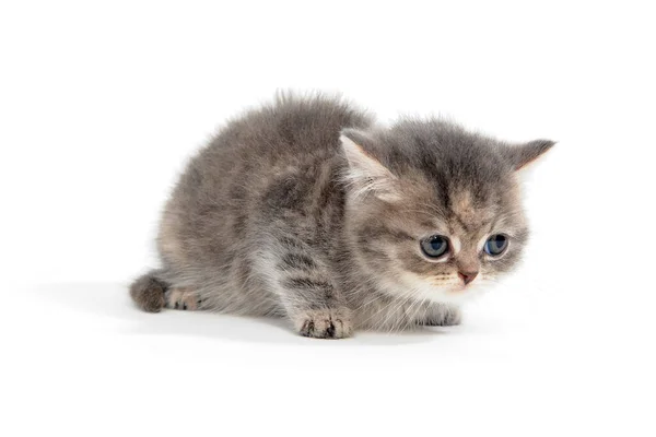 Purebred kitten on a white background — Stock Photo, Image