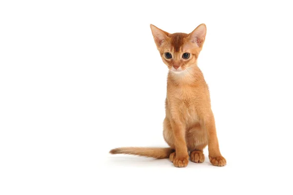 Abyssinian ingefära katt på en vit bakgrund — Stockfoto