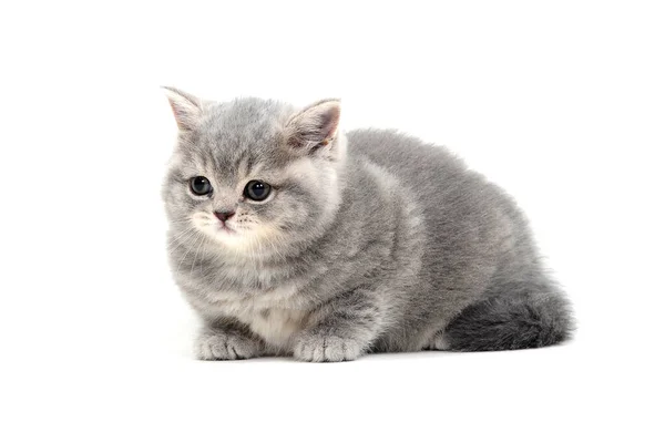 Gatito de pura raza sobre un fondo blanco — Foto de Stock