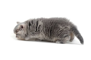 Beyaz arka planda safkan kedi yavrusu 