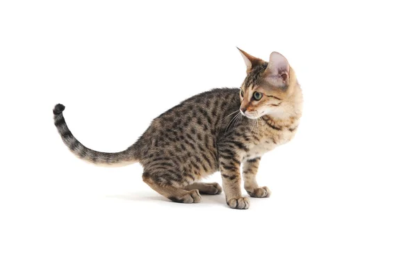 Gato de pelo liso de pura raza sobre un fondo blanco — Foto de Stock