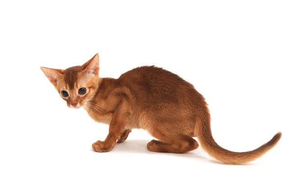 Abyssinian ingefära katt på en vit bakgrund — Stockfoto