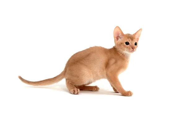 Abyssinian ingefära katt på en vit bakgrund — Stockfoto