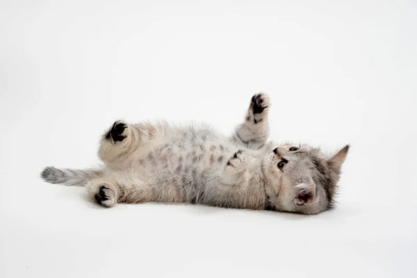 Purebred kitten on a white background — Stock Photo, Image