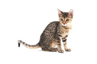 Safkan, pürüzsüz saçlı bir kedi beyaz bir arka planda oturur.