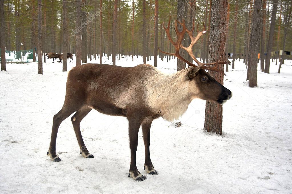 The reindeer stands in the forest at the camp in winter