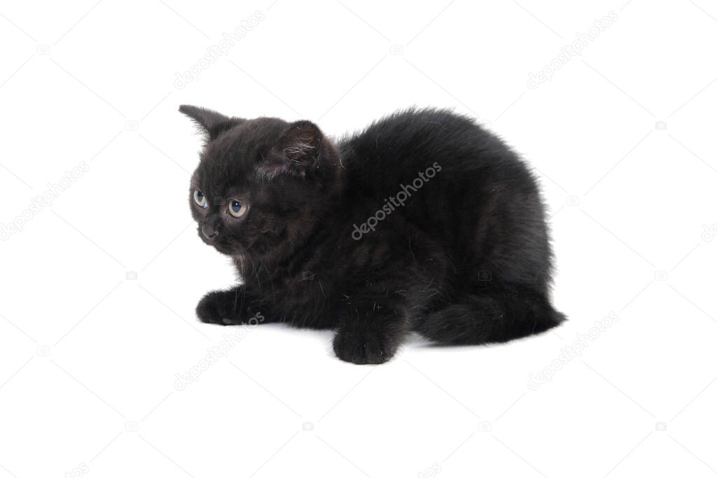 fluffy purebred black kitten lies on a white background