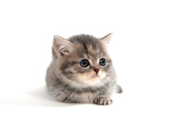 Kabarık tüylü safkan kedi yavrusu beyaz arka planda yatıyor