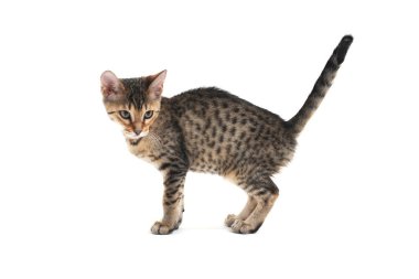 Çizgili, safkan, pürüzsüz saçlı bir kedi beyaz bir arka planda duruyor.