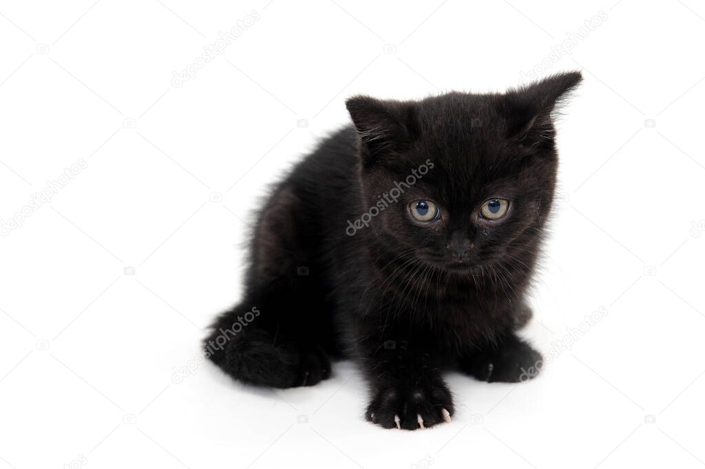 fluffy purebred black kitten with claws outstretched lies on an isolated background