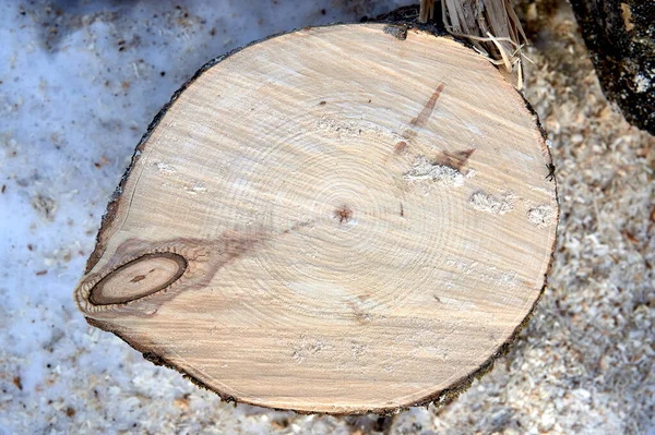 cross-section of pine, sawn wood