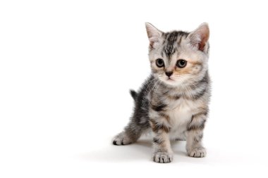 Çizgili safkan bir kedi yavrusu beyaz bir arka planda oturur.