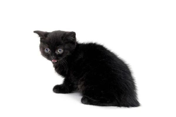 Fluffy purebred black kitten sits sideways on an isolated background — Stock Photo, Image