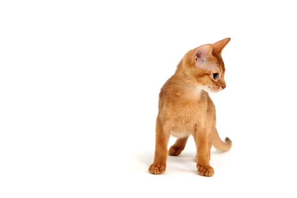 Abyssinian ingefära katt står på en vit bakgrund — Stockfoto