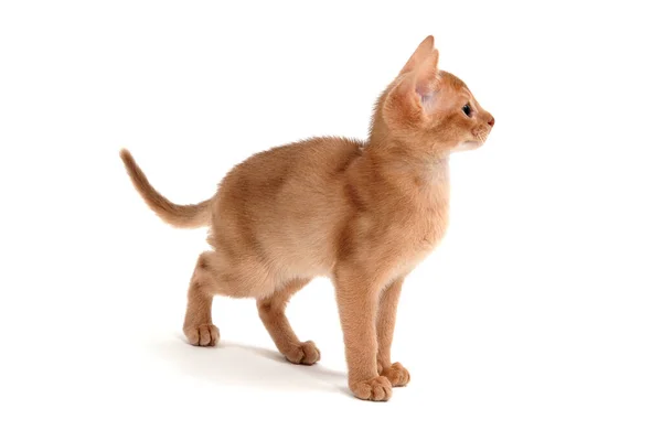 Abyssinian ingefära katt står på en vit bakgrund — Stockfoto