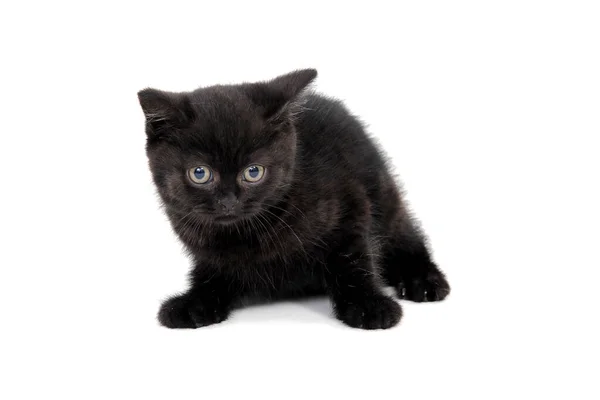 Fofo puro-sangue gatinho preto com garras estendidas mentiras sobre um fundo isolado — Fotografia de Stock