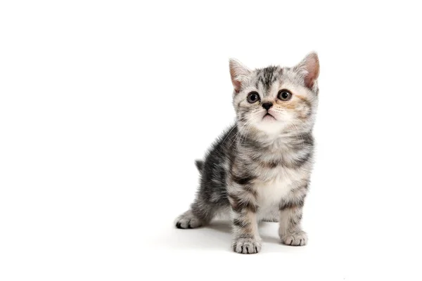 Un gatito de pura raza a rayas se levanta sobre un fondo blanco — Foto de Stock