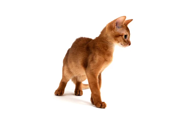 Abyssinian ingefära katt står på en vit bakgrund — Stockfoto