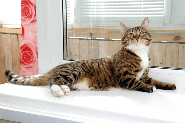 On the windowsill lies a gray striped fluffy cat — Stock Photo, Image