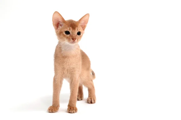 Abissínio gengibre gato está em um fundo branco — Fotografia de Stock