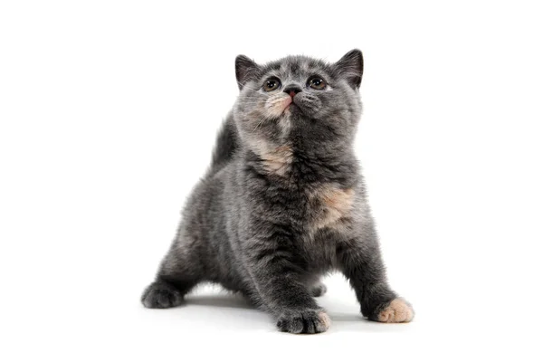 Gattino grigio purosangue su uno sfondo bianco isolato — Foto Stock
