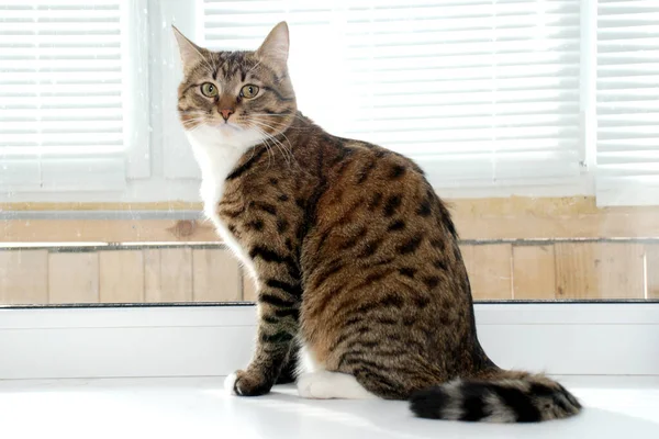 A gray striped fluffy cat sits on the windowsill — Stock Photo, Image