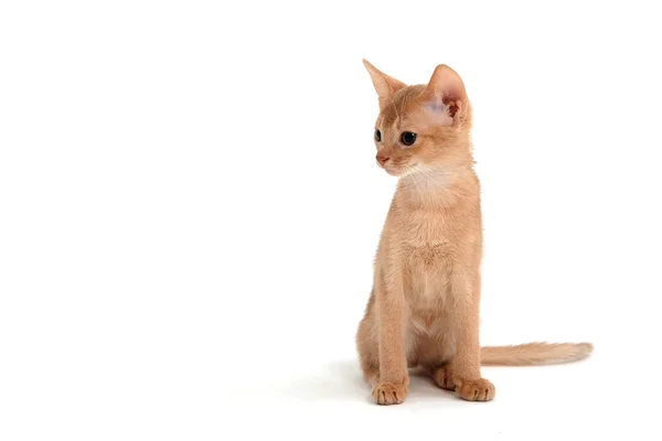 Abissínio gengibre gato senta-se em um fundo branco — Fotografia de Stock