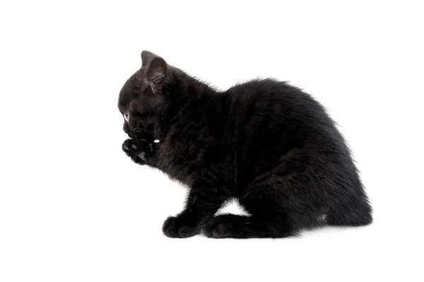 Kabarık tüylü siyah kedi yavrusu beyaz bir arka planda oturur ve bir pençe koyar. — Stok fotoğraf