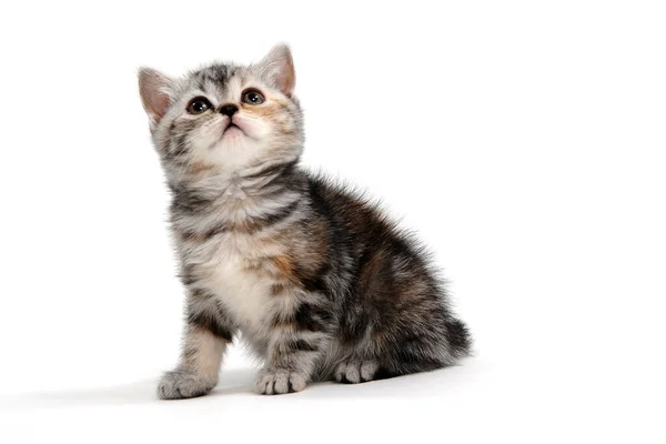 A striped purebred kitten sits on a white background — Stock Photo, Image